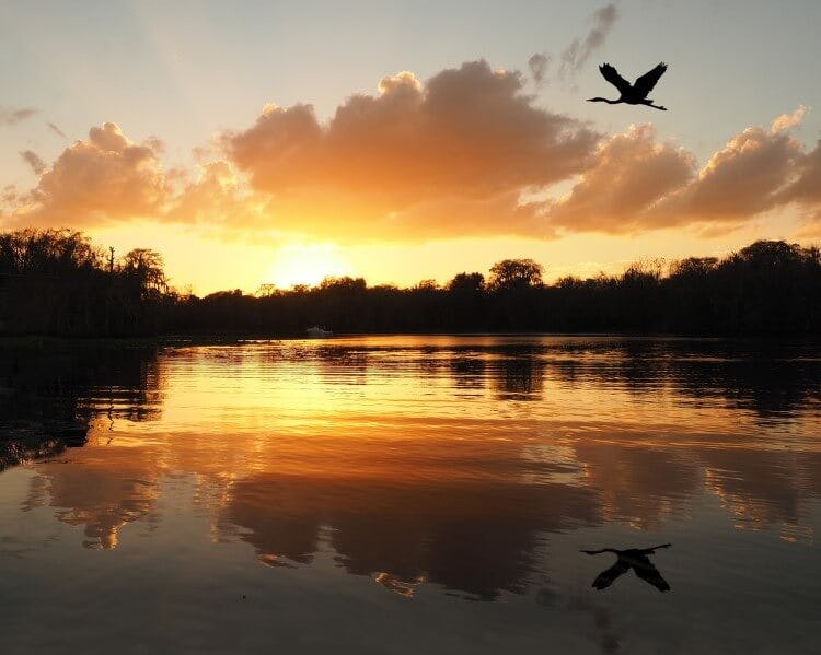 Stock image of a blue heron flying over a Florida lake at sunset