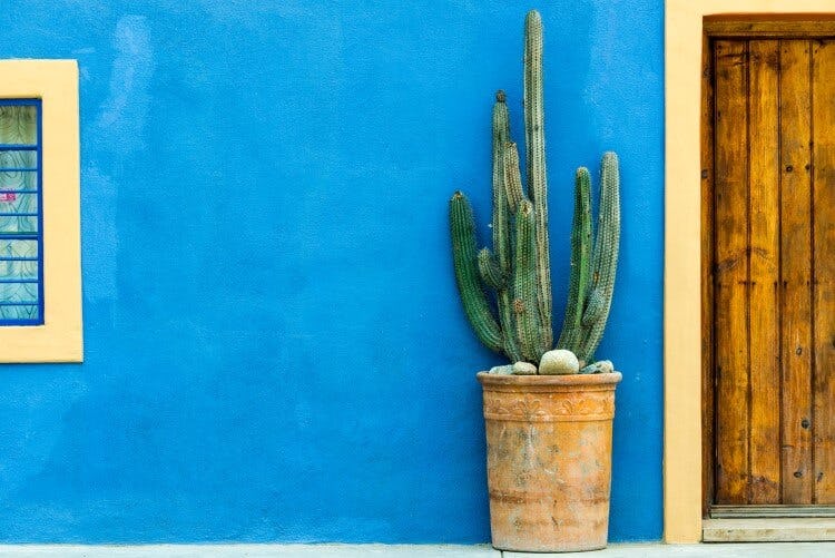 A Mexican cactus against a blue painted wall