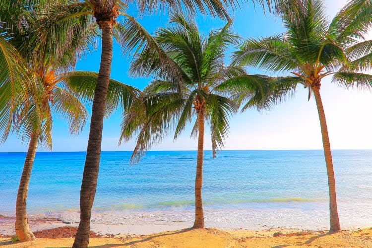 palm trees on sandy beach