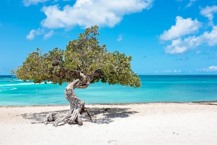 tree on an idyllic beach
