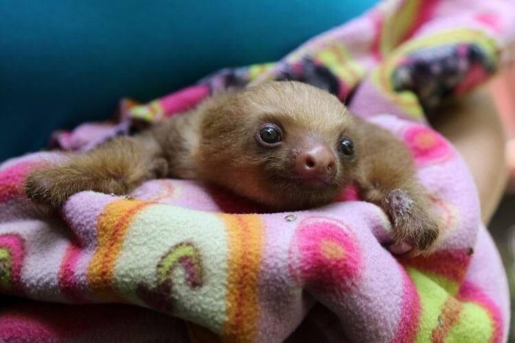A baby sloth wrapped in a pink and yellow blanket at a Costa Rican wildlife sanctuary