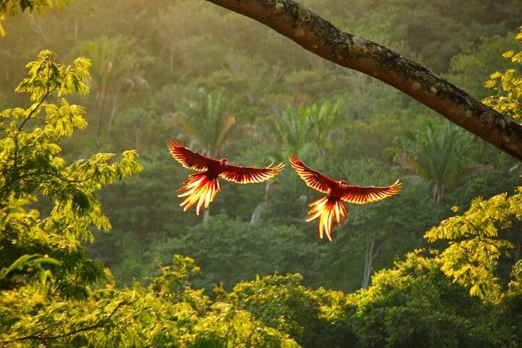 Two scarlet macaws in flight in the Costa Rica rainforest