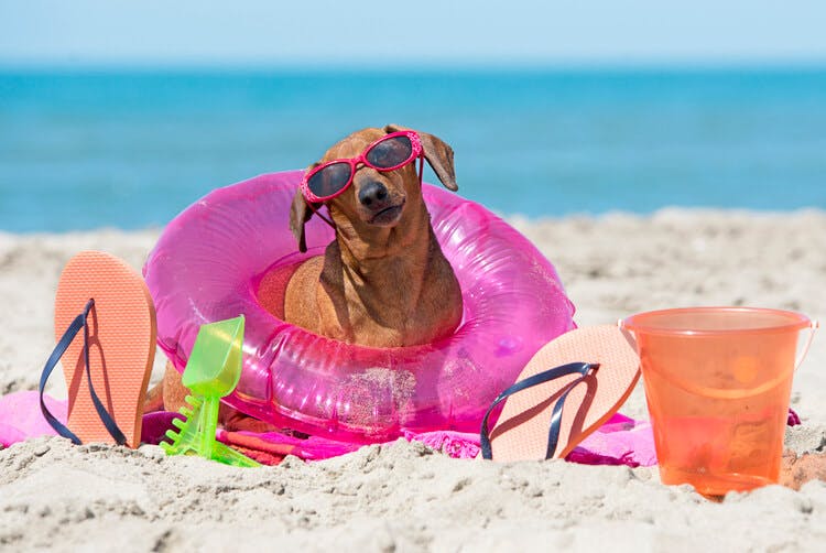 Dachshund playing in the sand