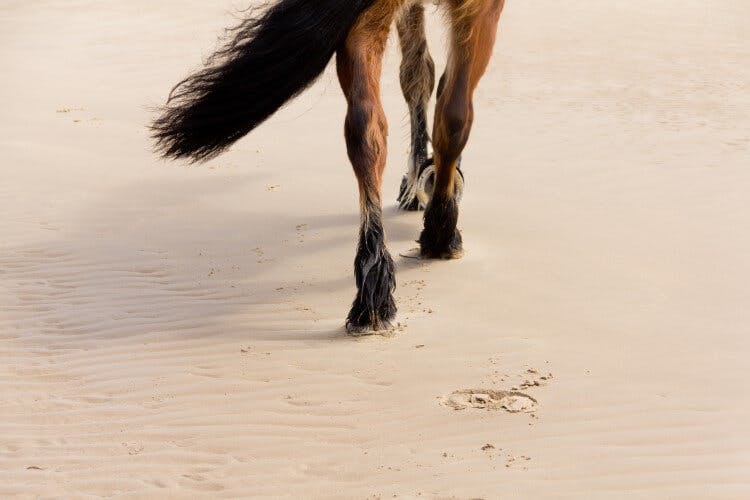 horse walking on beach