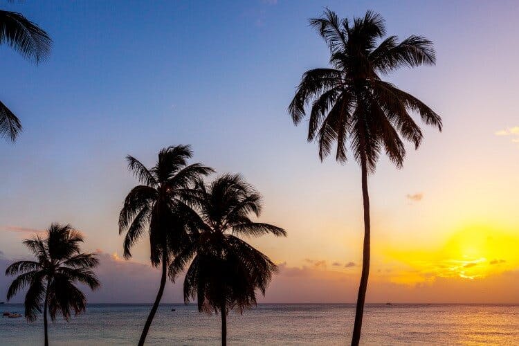 palm trees by ocean at sunset