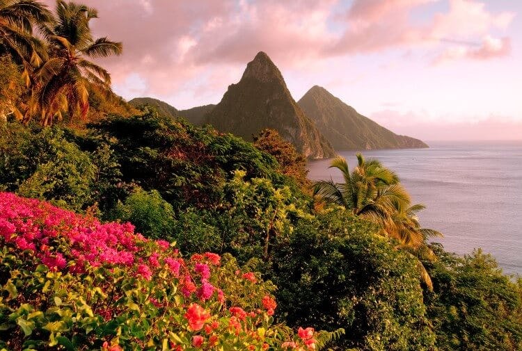A sunset view of the Pitons in St Lucia, with blooming bougainvillea in the foreground 