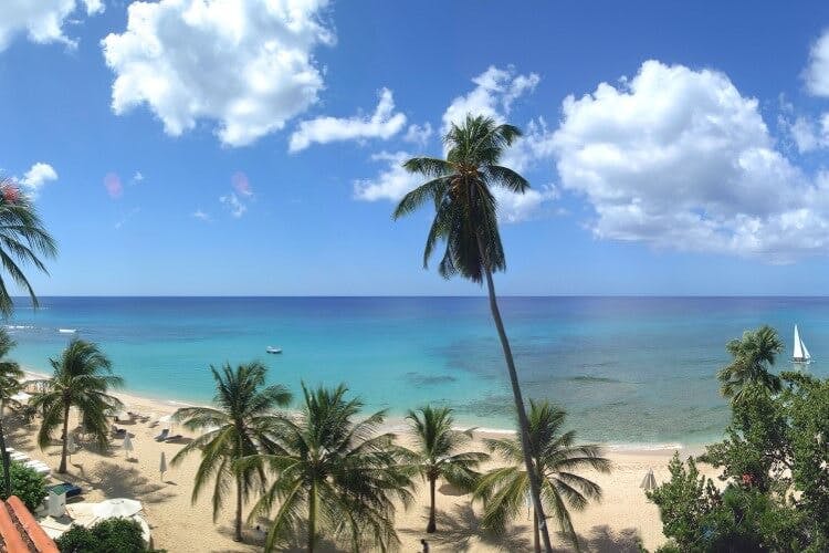view of beach lined with palm trees