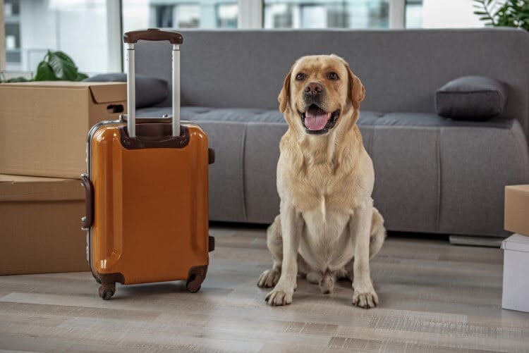 A Labrador sitting next to a suitcase 