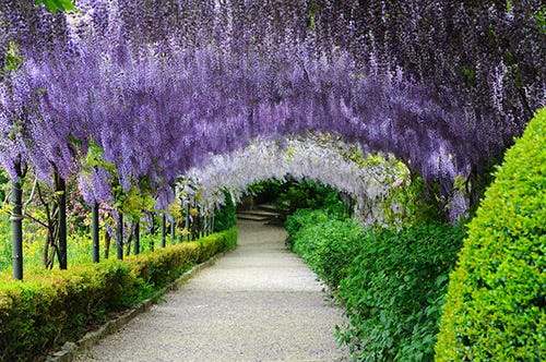 A tunnel of wisteria flowers in shades of purple and white