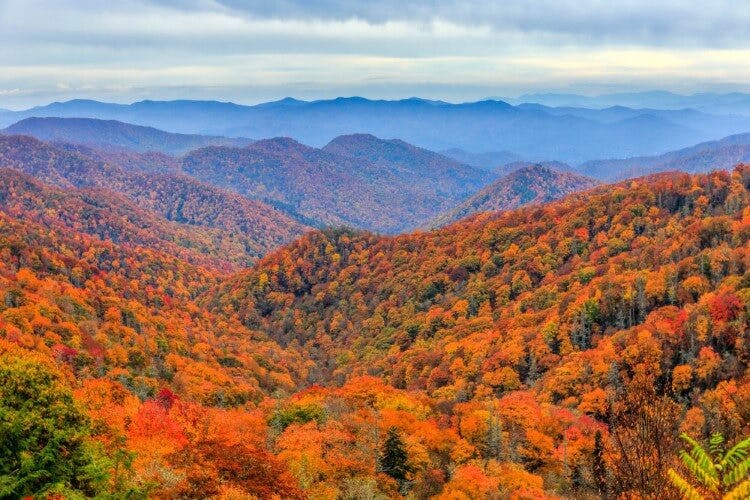 fall trees in the great smoky mountains