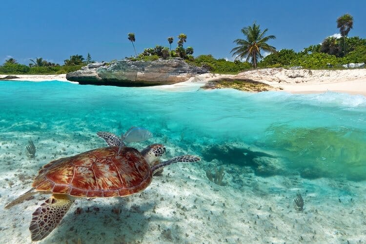 turtle underwater in the caribbean