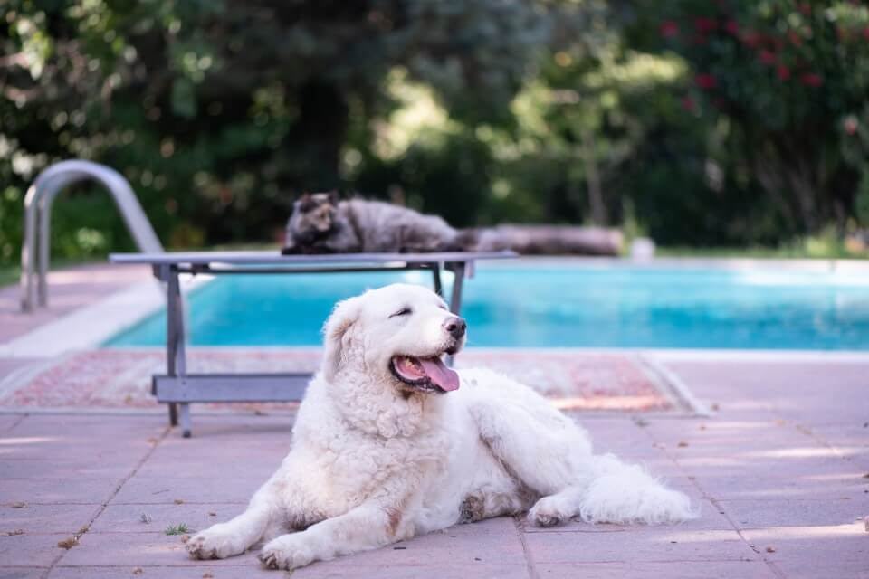 A dog and cat by a private pool