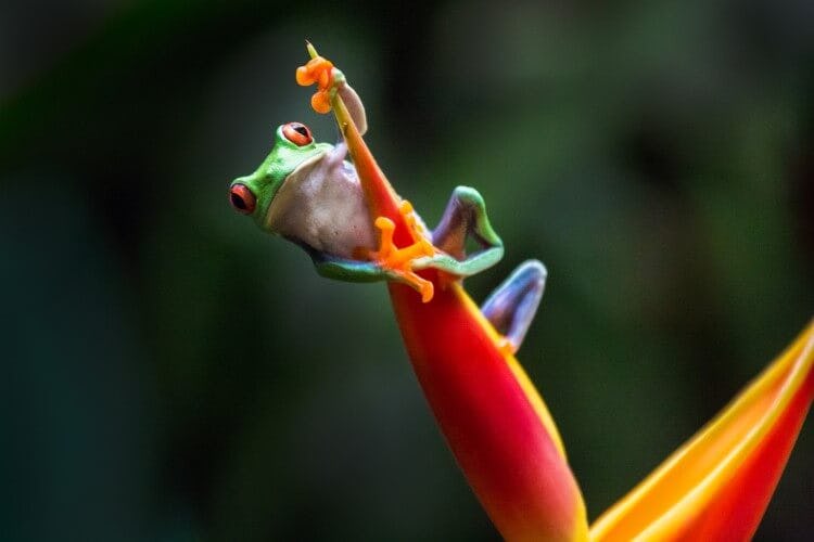 Red-eyed tree frog on a tropical flower