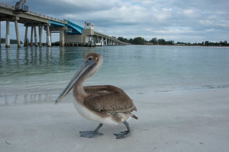 A pelican walks along the sand in front of a pier on Anna Maria Island