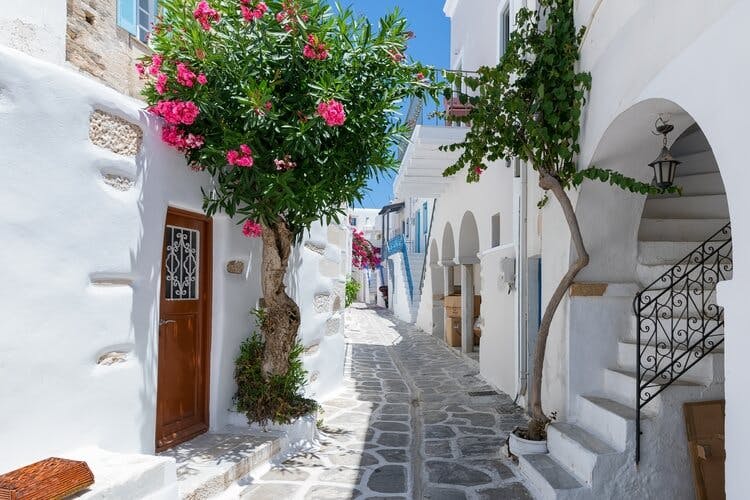 A white street in Santorini with pink flowers on a tree