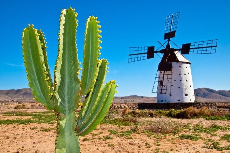 A windmill and cactus in Fuerteventura