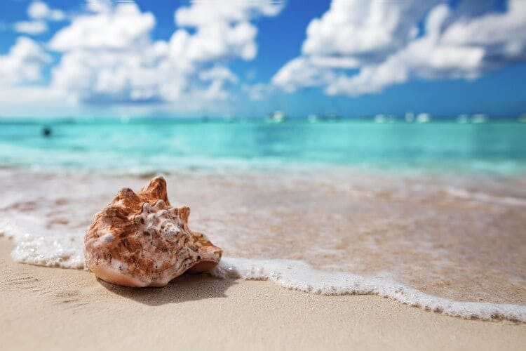 A seashell on a Caribbean beach