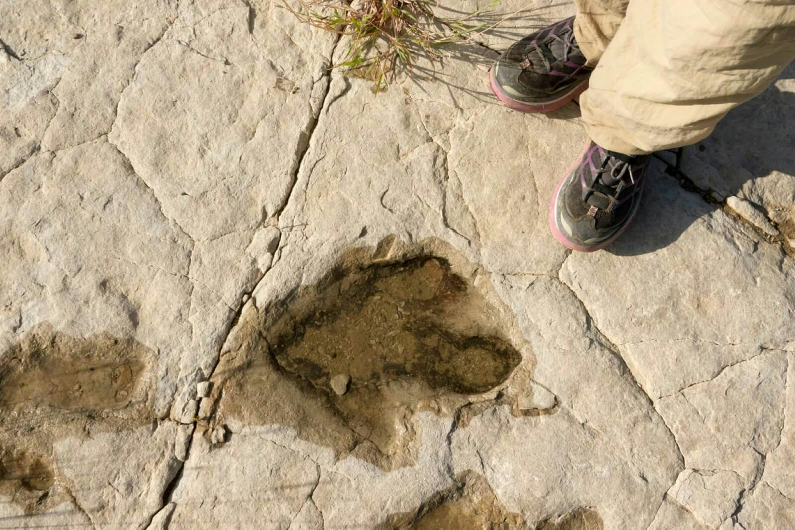Bipedal dinosaur footprints at Picketwire Canyon Trackway in Colorado