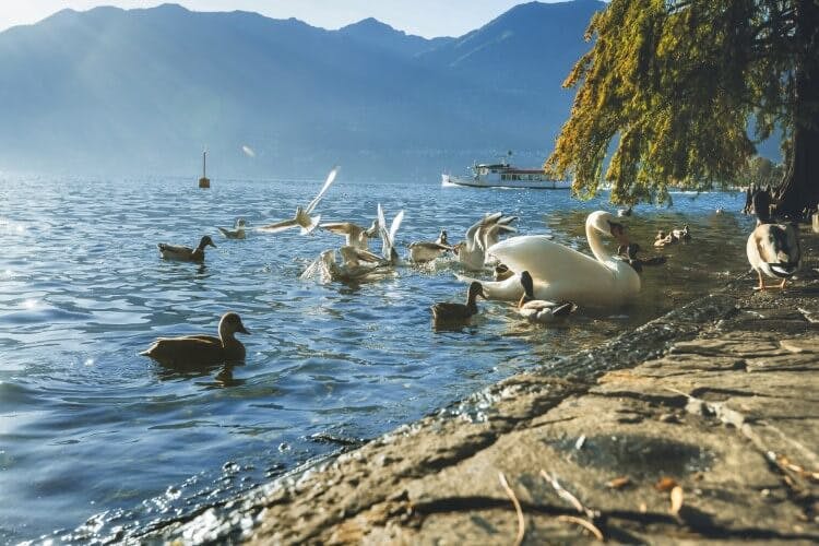 Swans and ducks on the shoreline of Lake Maggiore