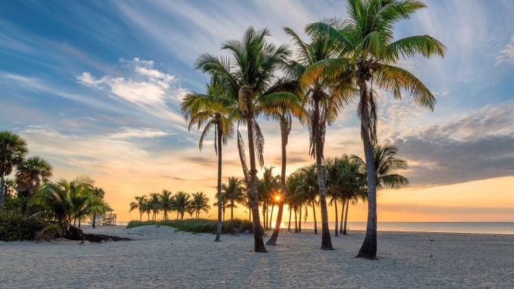 A white sand beach in Florida with lines of palm trees