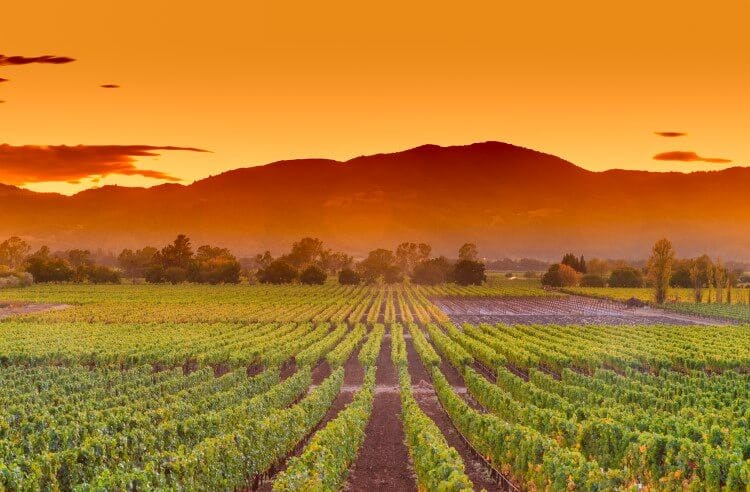 Sunset in Napa Valley, California, with rows of grapes for winemaking