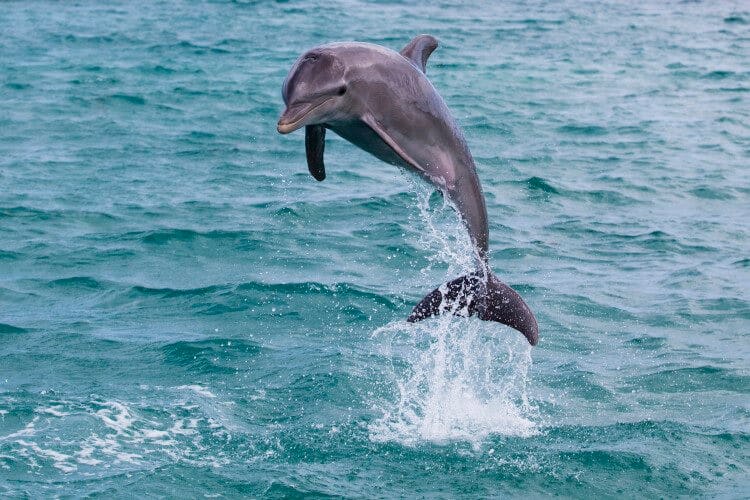 A wild bottlenose dolphin leaps out of the ocean