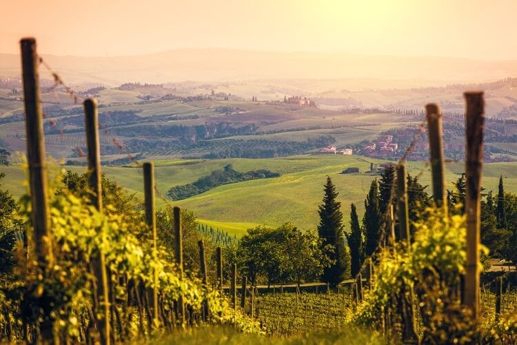 panoramic view of tuscany from a vineyard