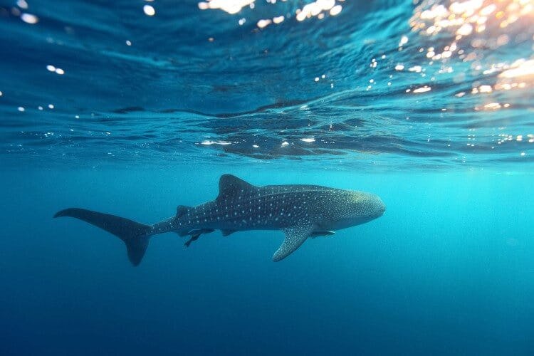 A whale shark swimming beneath the waves