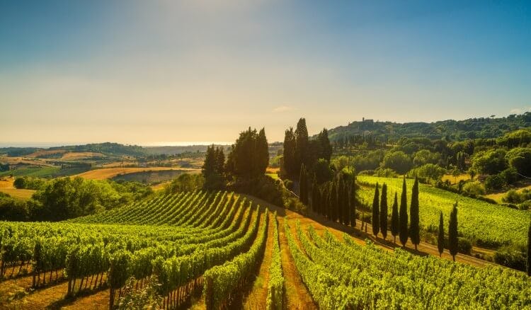 vineyard in tuscany at sunset
