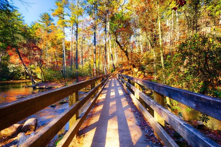 bridge in autumnal woods
