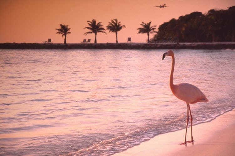 A flamingo on a beach in Aruba