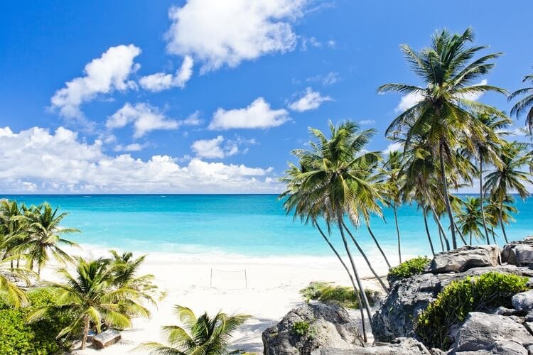 caribbean beach with palm trees