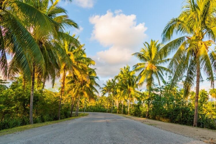 tropical road lined with palm trees