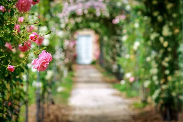 Stock photo of a rose garden