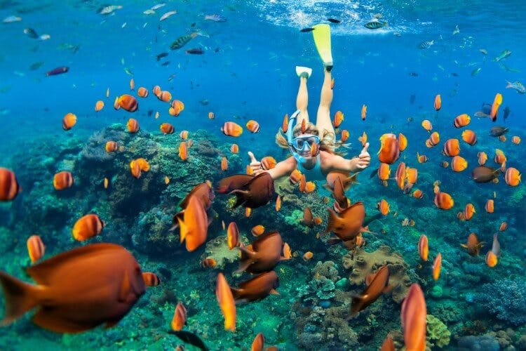 person snorkeling with bright orange fish