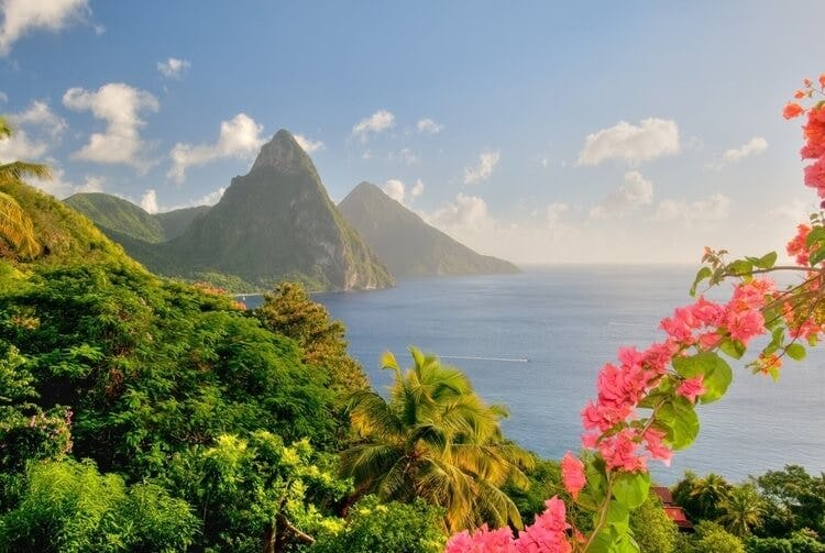 mountains in st lucia with greenery and pink flowers in foreground