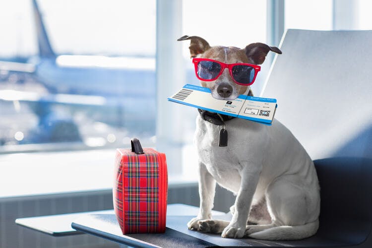 Dog with suitcase and boarding pass