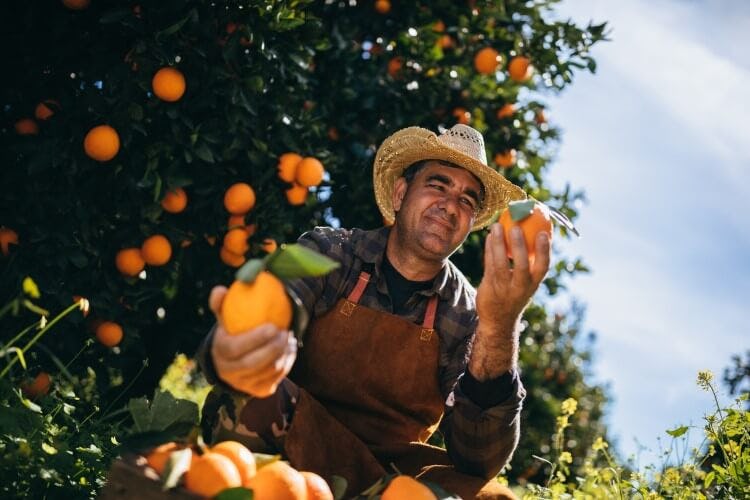 A man in a hat picks oranges
