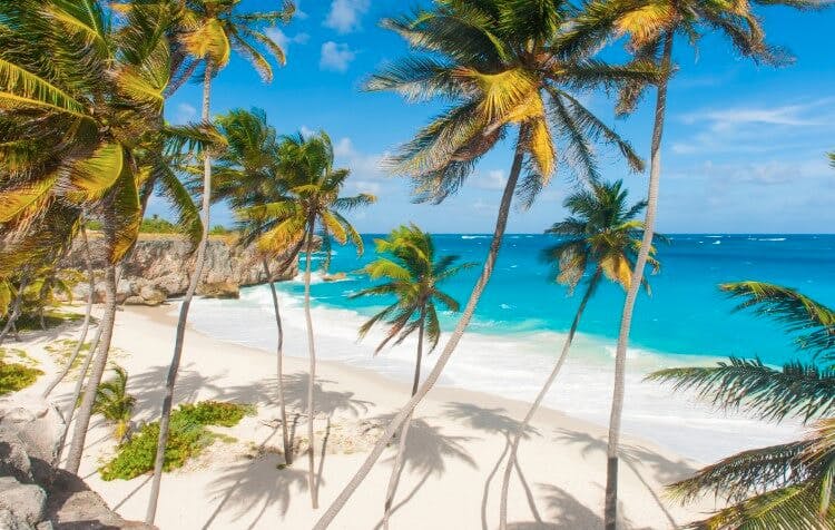 beach and palm trees barbados