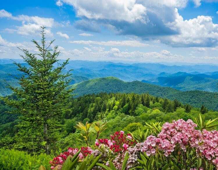 A springtime view of the Great Smoky Mountains, with rolling hills of green trees and pink flowers blooming in the foreground