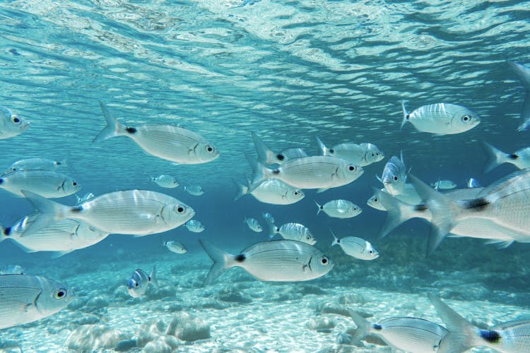 image of fish underwater