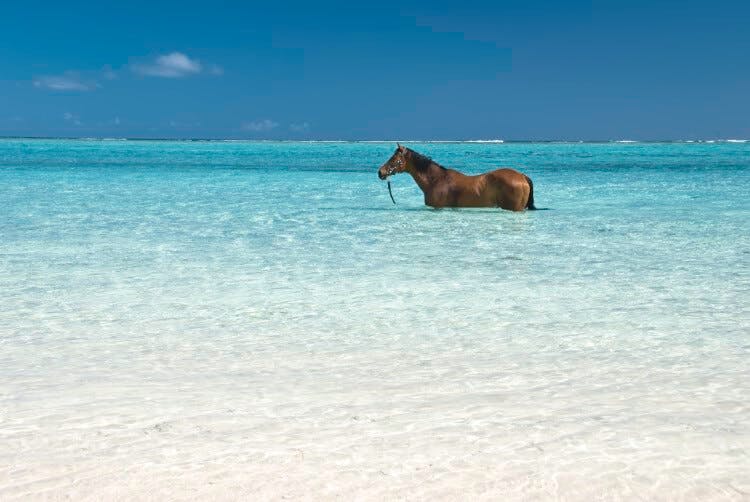 horse in tropical ocean