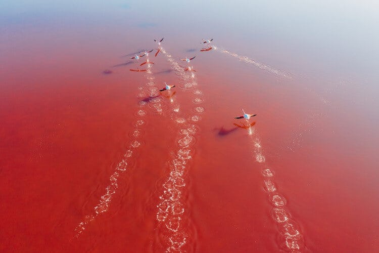 Flamingos flying across salt flats at Parque Natural da Ria Formosa