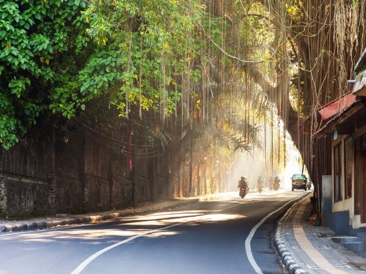 A road in Bali with a few cars and motorbikes passing beneath trees with low hanging vines