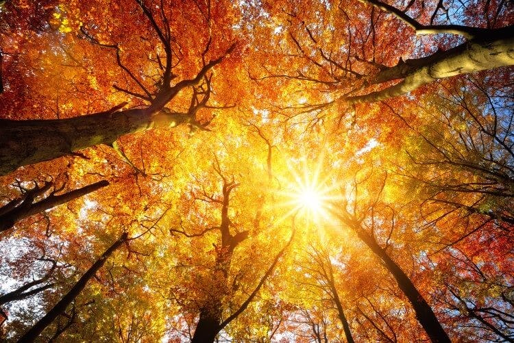 Fall tree canopy