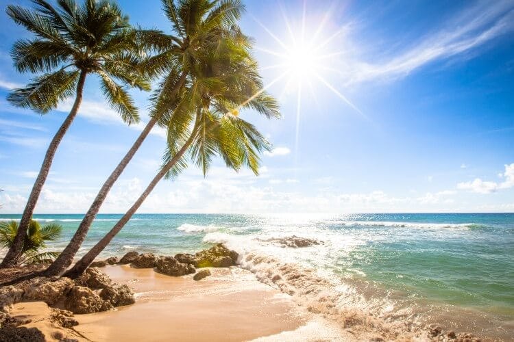 palm tress on tropical beach