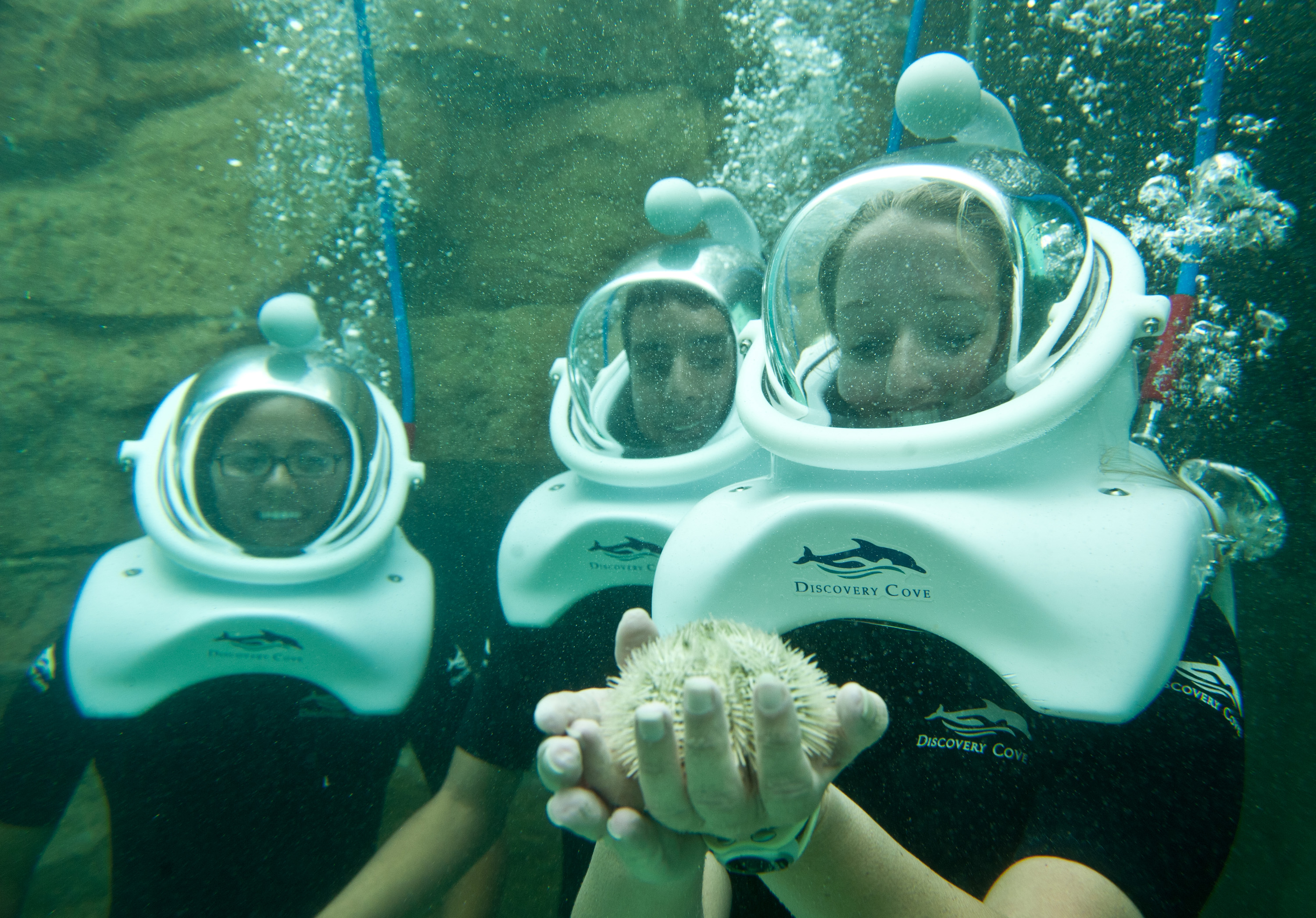 Discovery Cove Orlando Aquatic Adventures For All the Family