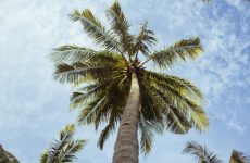 A palm tree against a blue sky in Barbados