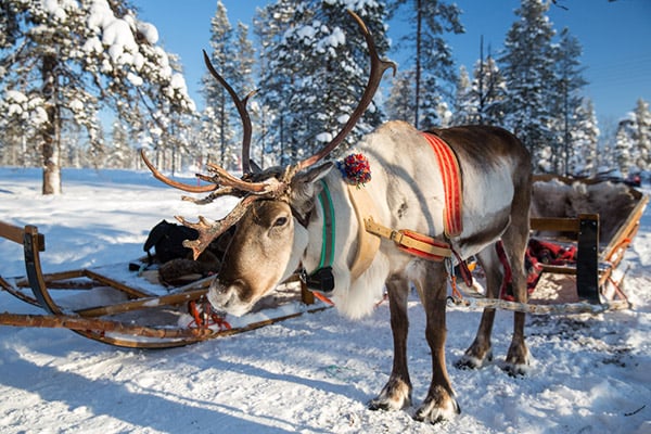 Christmas in Lapland 