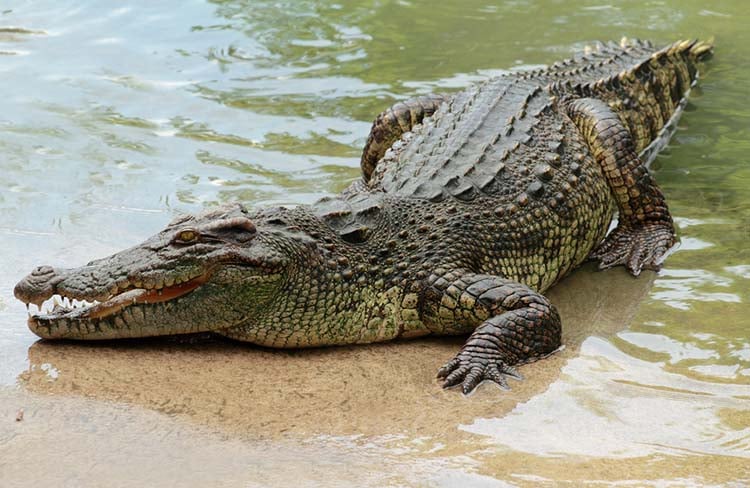 orlando alligator tour